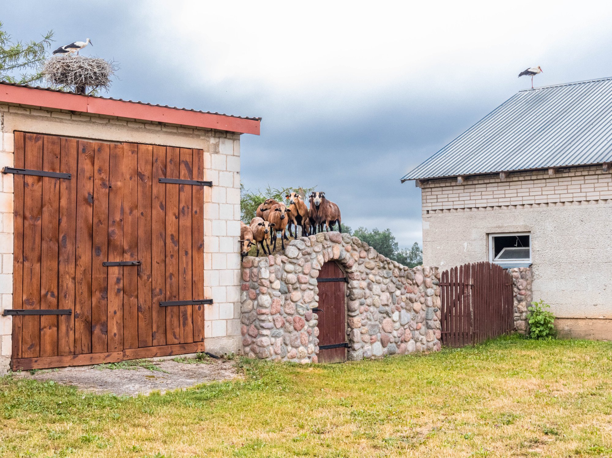 Owce kameruńskie Suwalszczyzna
